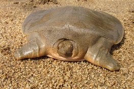 Over 150 Asian Giant Softshell Turtles Return to the Wild